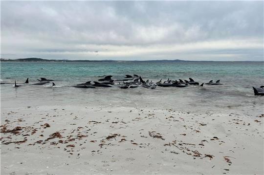 Rund 70 Grindwale sind am Cheynes Beach in Westaustralien gestrandet.