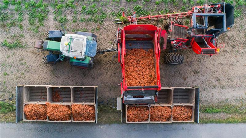 Bio-Landwirtschaft in Niedersachsen wächst Rund acht Prozent der landwirtschaftlichen Betriebe in Niedersachsen arbeiten nach Bio-Standards. (Archivbild)