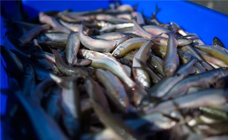 Rund die Hälfte aller in Niedersachsen heimischen Fischarten sind in ihrem Bestand bedroht oder bereits ausgestorben. Auch dem Elb-Stint geht es schlecht.