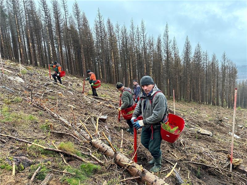 Rund um Braunlage wird wie im Bild am Wurmberg derzeit kräftig aufgeforstet. Morgen gibt es eine weitere Pflanzaktion an der B 27. Archivfoto: Eggers