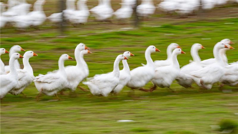 Rund um den Martinstag und Weihnachten ist Hochsaison für Gänsehalter. (Archivbild)