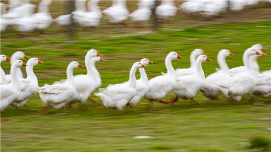 Rund um den Martinstag und Weihnachten ist Hochsaison für Gänsehalter. (Archivbild)