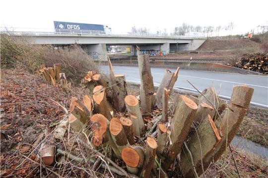 Rund um die marode B6-Brücke bei Salzgitter-Bad, die über zwei Kreisstraßen und eine Bahnlinie führt, müssen zahlreiche Bäume für ein freies Baufeld weichen. Foto: Gereke