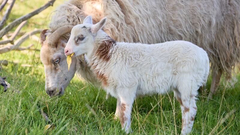Halb Schaf, halb Ziege - mutmaßliche Schiege geboren Rund zwei Wochen ist der kleine Schiegenbock nun alt.