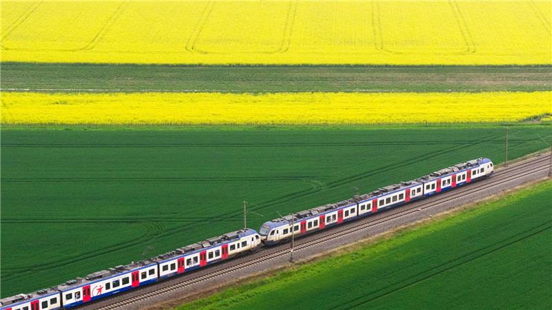 S-Bahn fährt durch blühende Landschaft in NIdersachsen