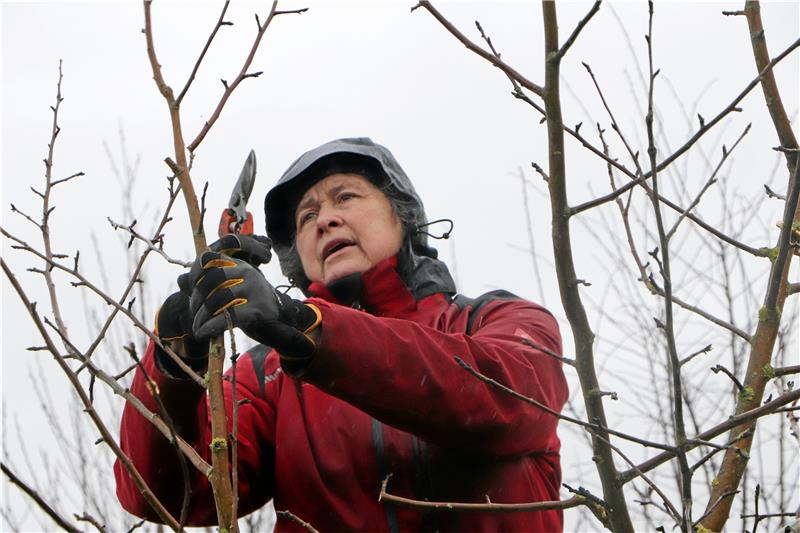 Obstbaumschnitt-Kurs: Wer ernten will, muss pflegen Sabine Fortak von der Arbeitsgemeinschaft Streuobst in Aktion: Von der Leiter aus erklärt sie den Teilnehmern, warum genau dieser Trieb weichen muss. Foto: Gereke
