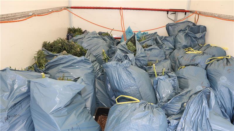 Das Bild zeigt viele Plastiksäcke voller Cannabispflanzen auf einer Lkw-LAdefläche. 