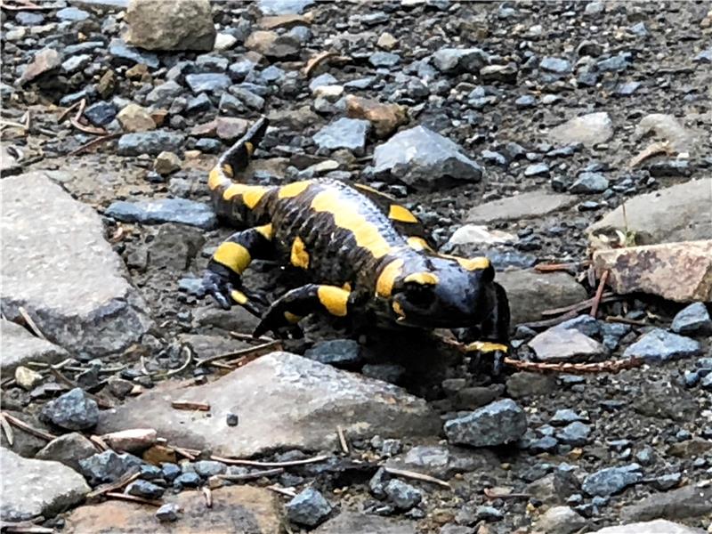 Salamander sind eine besonders geschützte Art. Foto: Eggers