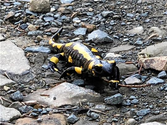 Salamander sind eine besonders geschützte Art. Foto: Eggers