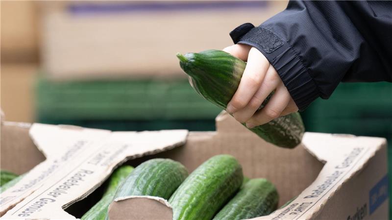 Salatgurken gehören zu den beliebtesten Gemüsesorten in Deutschland. (Symbolbild)