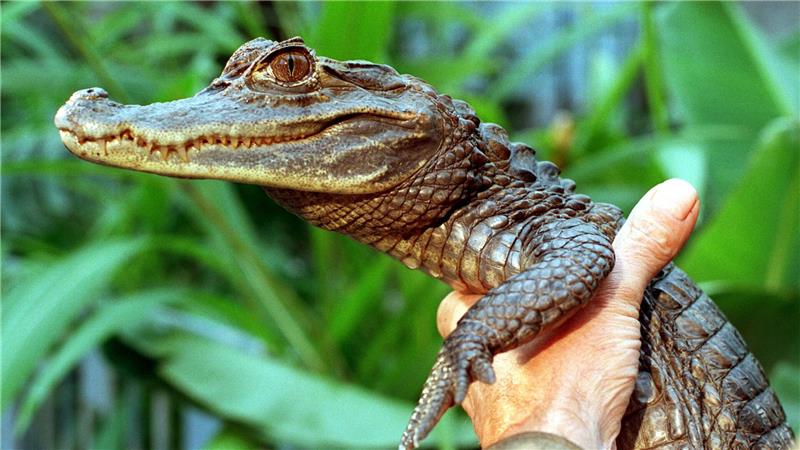 Sammy entkam an einem Badesee.