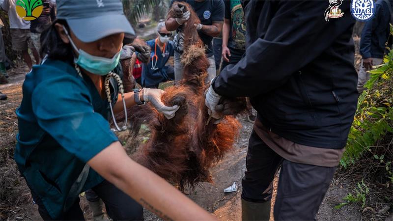 Waldbrände auf Borneo: Orang-Utan stirbt an Atemproblemen Sampurna war am Sonntag zunächst völlig geschwächt entdeckt worden - und starb später offenbar wegen Atemwegsproblemen.