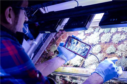 Samuel Nietzer kontrolliert die Steinkorallen in den Aquarien des Start-ups SciReef.