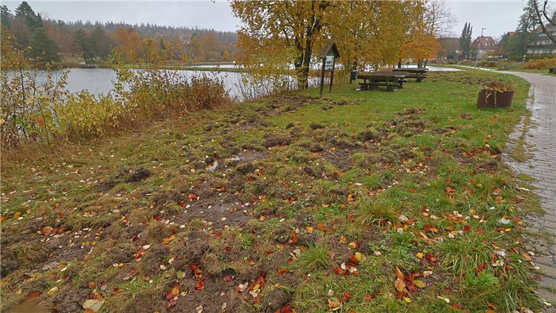Sven Regener bringt Leander Haußmann mit nach Hahnenklee Sauerei: Die Wildschweine haben den Kurpark in den vergangenen Woche weiter heimgesucht und umgepflügt.