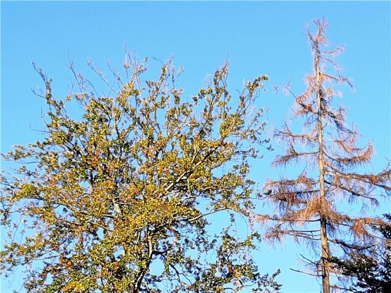 „Wir brauchen wegen des Klimawandels vor allem Verzicht“ Schäden an Buche und Fichte