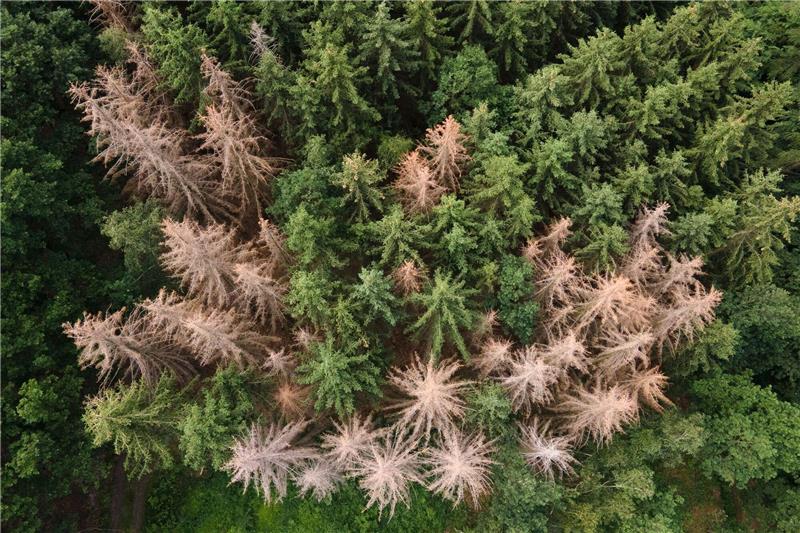 Trockenheit und Schädlinge belasten die Wälder Schädlinge sind meist die Übeltäter für Schadholzeinschlag: Vom Borkenkäfer befallene Fichten stehen in einem Waldstück am Rande der Sächsischen Schweiz.