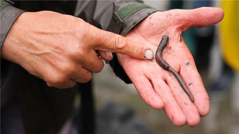 Schätzungen zufolge gibt es 92 Milliarden Wattwürmer. (Archivbild)