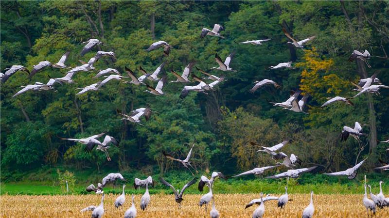Mehr als 100.000 Kraniche sind gerade in Deutschland Schätzungsweise 400.000 Kraniche fliegen laut Nabu über mehrere Wochen hinweg über ganz Deutschland. (Archivbild)