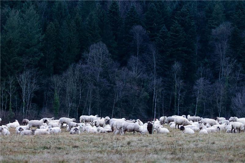 Der Winter kommt mit Schnee und Minustemperaturen Schafe auf einer Weide im Hochschwarzwald.