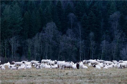 Schafe auf einer Weide im Hochschwarzwald.