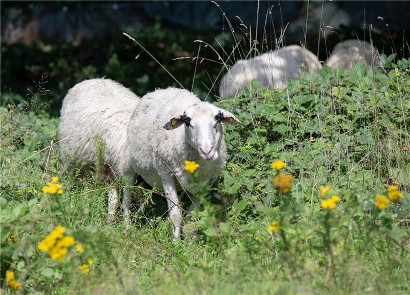 Schafe grasen auf einer Waldwiese.