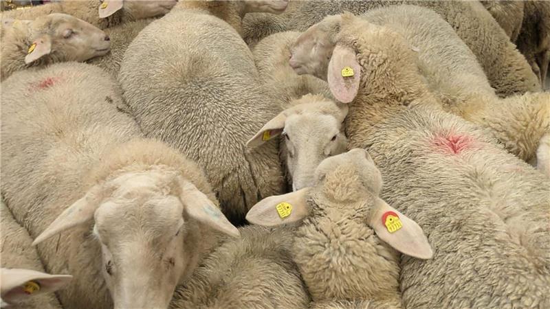 Schafe im Supermarkt - gekauft haben sie nichts.