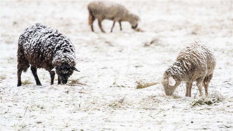 Schafe müssen auch bei winterlichem Wetter nicht zwangsläufig in Ställen untergebracht werden. (Symbolbild)