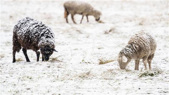 Schafe müssen auch bei winterlichem Wetter nicht zwangsläufig in Ställen untergebracht werden. (Symbolbild)