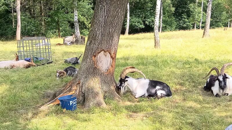 Schafe und Ziegenböcke aus der Schweiz haben die Wiesen rund um Wolfshagen zum Fressen gerne.