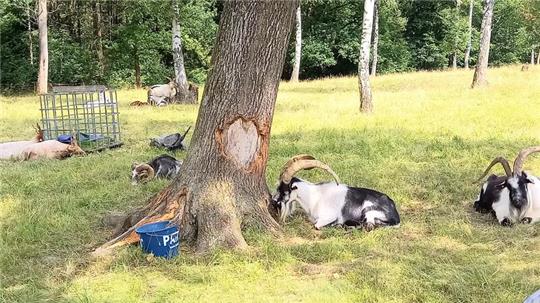 Schafe und Ziegenböcke aus der Schweiz haben die Wiesen rund um Wolfshagen zum Fressen gerne.