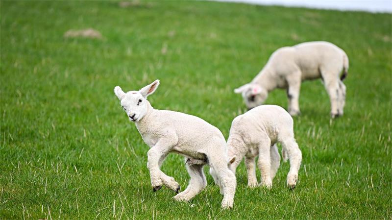 Schafe werden in Niedersachsen aus verschiedenen Gründen gezüchtet - etwa zur Landschaftspflege und zur Fleischproduktion.(Archivbild)