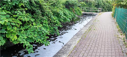 Schaum auf dem Wasser des Mühlengrabens in Herzberg.  Foto: Knolle