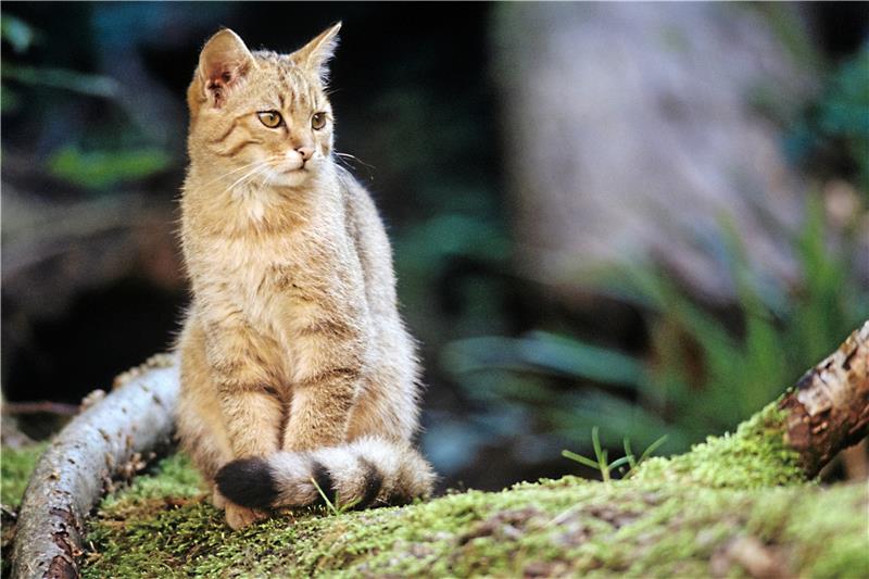 Harz geht bei Wildkatzenförderung leer aus Schaut skeptisch. Eine Wildkatze sitzt in einem Gehege. Foto: Thomas Stephan