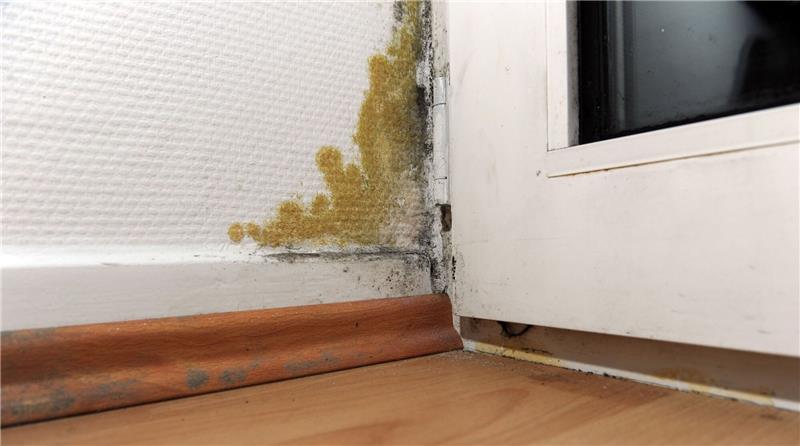 Verbände rechnen mit mehr Schimmelbefall in Wohnungen Schimmelpilzbekämpfer erwarten nach diesem Winter mehr Arbeit.