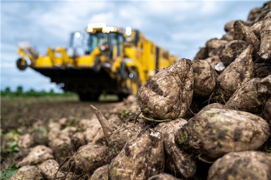 Schladens „fünfte Jahreszeit“ beginnt – die Rübenkampagne startet. Es geht so früh los wie noch nie: Bereits am Donnerstag rollen die ersten Feldfrüchte ins Werk, am Samstag beginnt ihre Verarbeitung. Der Grund dafür liegt in der Energiekrise. Foto: dpa