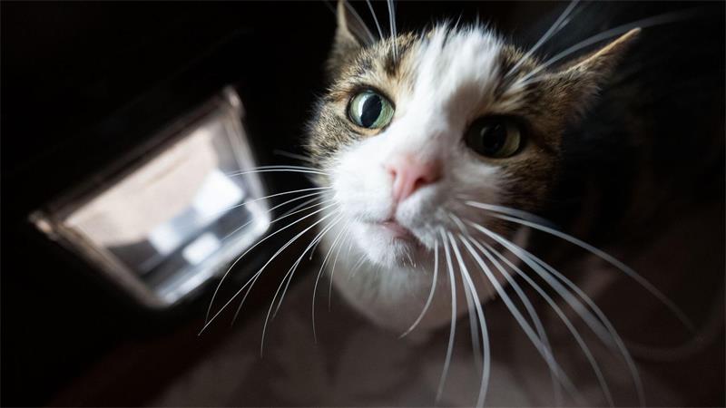 Schlaue Mieze oder smarte Katzenklappe?