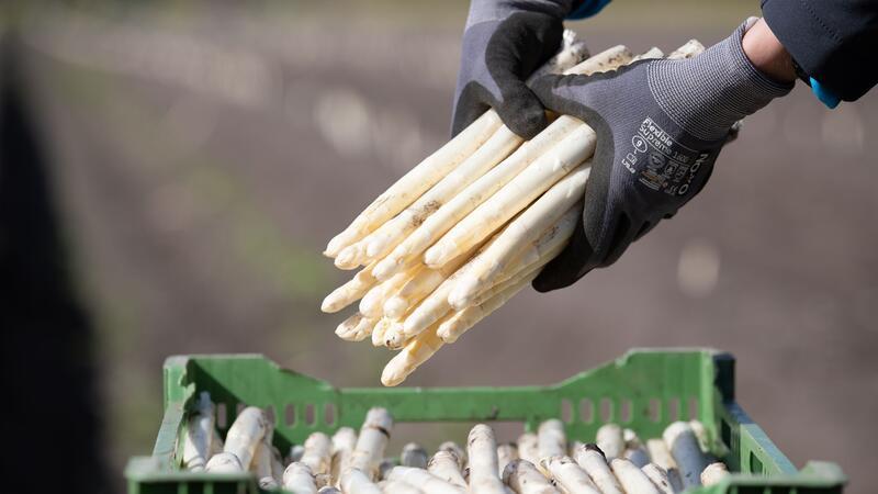 Niedrigste Spargelernte in Niedersachsen seit 2013 Schlechte Aussichten für Spargelbauern: Die Produktion wird immer teurer und die Nachfrage sinkt.