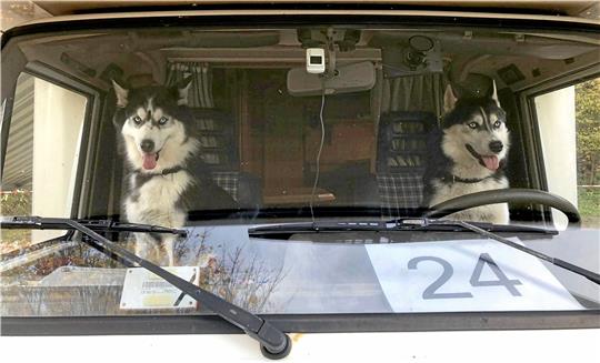 Schlittenhunde sind die Stars beim „Indian Summer Camp“ am 16. Oktober in Buntenbock