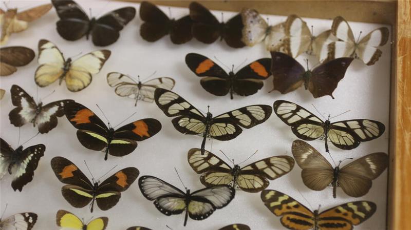 Schmetterlinge sind der Mittelpunkt der Sonderausstellung.