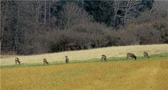 Schnappschüsse von Rehen wie das obige Foto gelingen dem Leserfotografen Lothar Biener immer seltener. Er sorgt sich deshalb um den Rehbestand in Ostlutter und Umgebung. Archivfoto: Biener