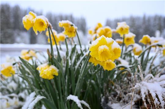 Schnee auf gelben Narzissen, auch Osterglocken genannt, die am Straßenrand stehen.