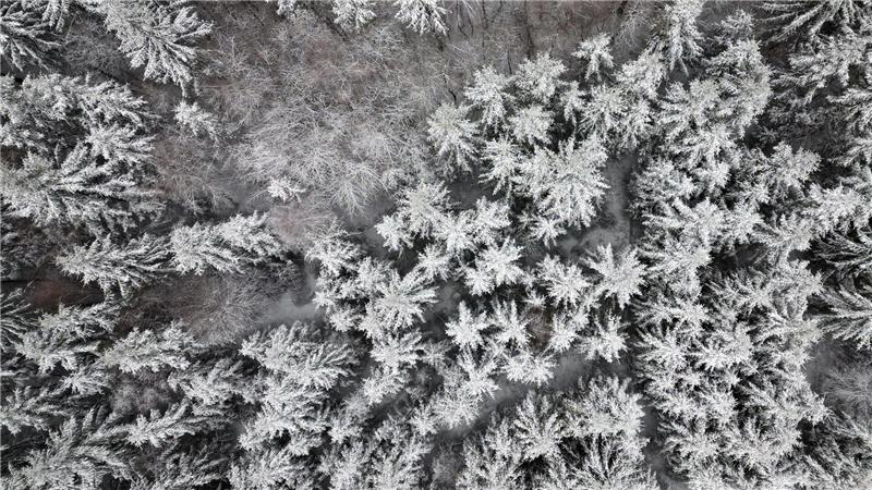 Schnee liegt auf den Bäumen in Oberhundem.
