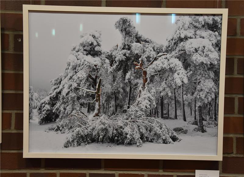 International ausgezeichneter Fotograf eröffnet Ausstellung Schwarz-weiße Fotografie von mehreren schneebedeckten Bäumen in einem Wald, gerahmt und an einer Ziegelwand hängend.