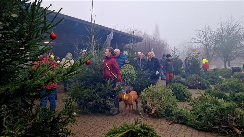 Forstamt gibt Tipps: So findet jeder den passenden Weihnachtsbaum Rechts auf dem Boden liegen Bäume. Links stehen Menschen mit Tannenbäumen in der Hand in einer Schlange.