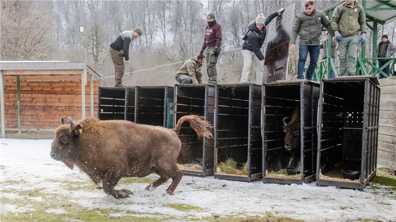 Schnell raus aus der Kiste - das Leben in Freiheit ist für die Tiere neu (Handoutbilder).