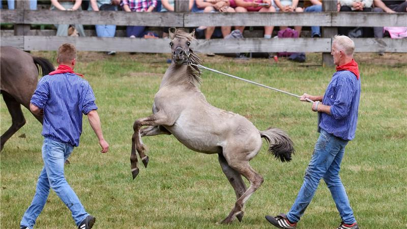 Wildpferdefang bei Dülmen: 26 Junghengste gefangen Schnelligkeit und Fitness brauchten die Fänger der jungen kräftigen Hengstfohlen.