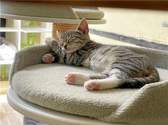 Schnurrige Flut im Goslarer Tierheim: Zurzeit sind ungewöhnlich viele heimatlose Katzen dort untergebracht. Wer spendet Futter für die Miezen?  Foto: Tierheim Goslar