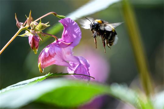 Eine Hummel fliegt eine lilafarbene Blüte an.