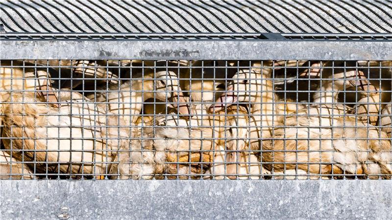 Schon fast eine Million Enten, Gänse, Puten und Hühner wurden getötet, nachdem in den jeweiligen Beständen die Geflügelpest festgestellt worden war. (Illustration).   