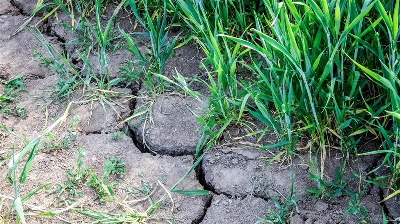 Monate fast ohne Regen - Droht ein schlimmer Dürresommer? Schon seit Monaten fällt im langjährigen Vergleich sehr wenig Regen.